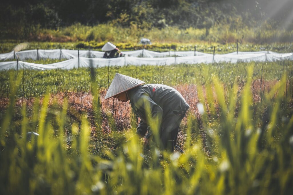 Vietnam’s Mekong Delta adopts climate-smart rice farming, using tech and salt-tolerant varieties to boost sustainability and combat climate change.