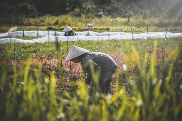 Vietnam’s Mekong Delta Leads in Climate-Resilient Rice Farming ...