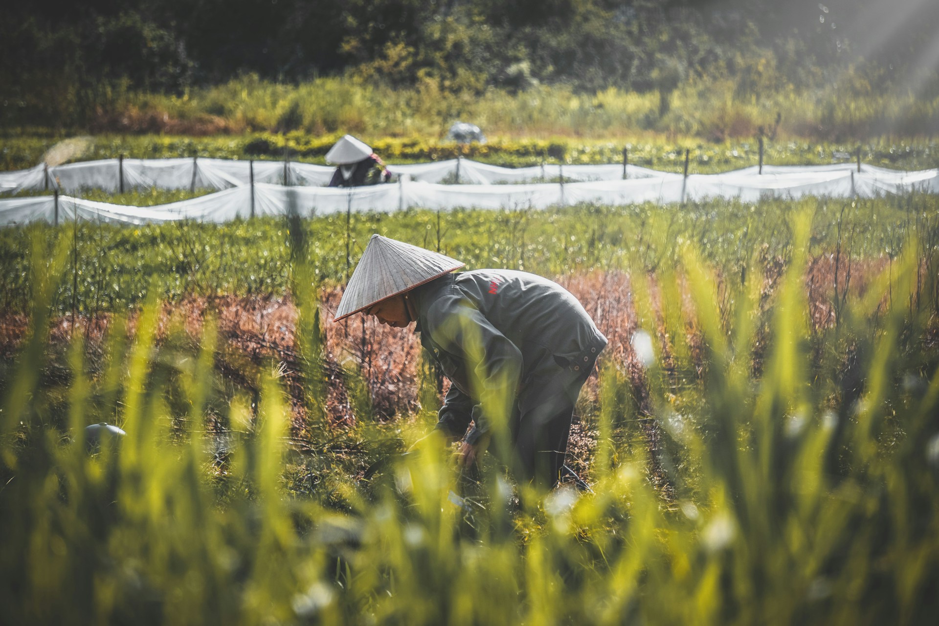 Vietnam’s Mekong Delta adopts climate-smart rice farming, using tech and salt-tolerant varieties to boost sustainability and combat climate change.